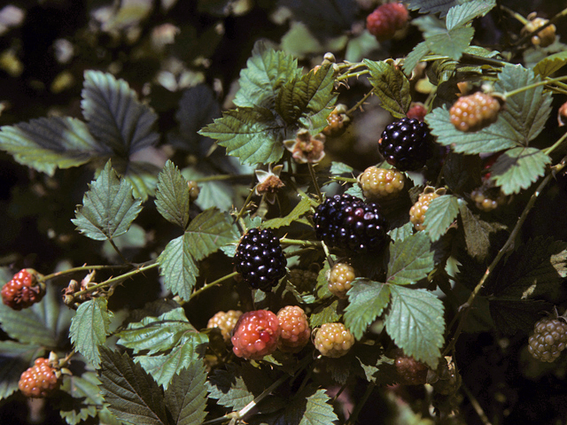 Rubus argutus (Sawtooth blackberry) #25414