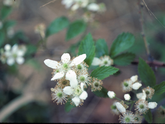 Rubus arvensis (Field blackberry) #25415