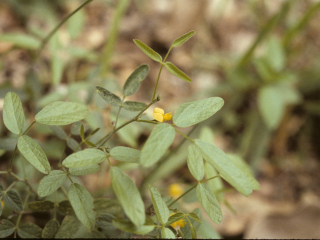 Rhynchosia senna var. texana (Texas snoutbean) #25503