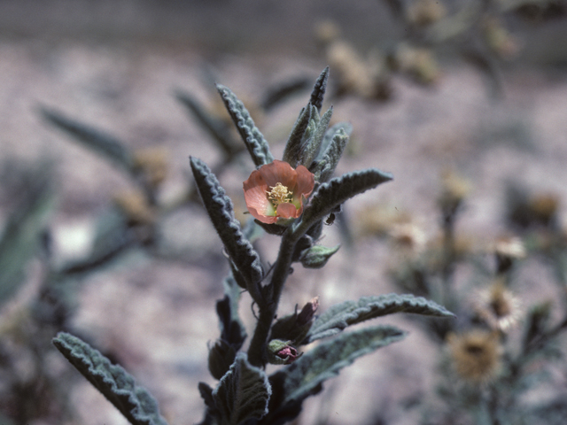 Sphaeralcea angustifolia (Narrowleaf globemallow) #25606