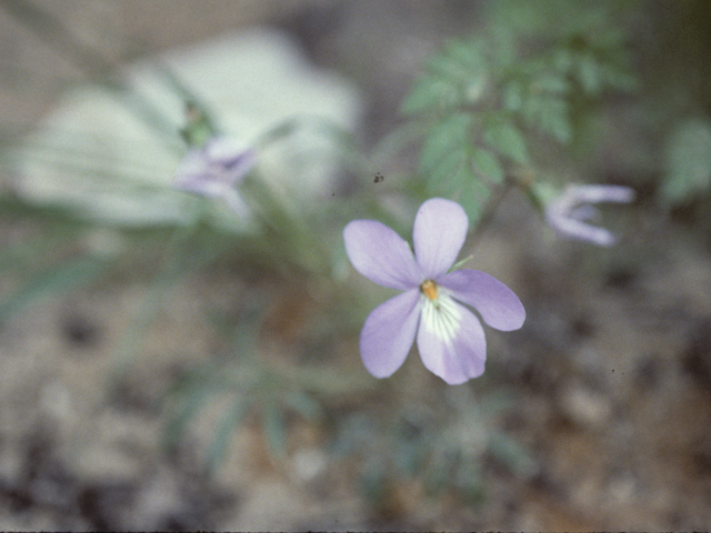 Viola pedata (Birdfoot violet) #25626