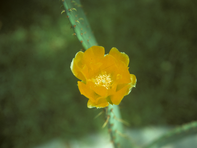 Opuntia engelmannii var. linguiformis (Cactus apple) #25651