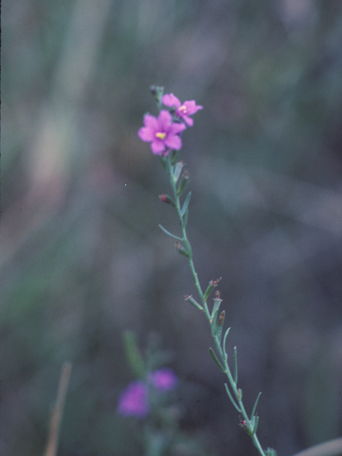 Lythrum californicum (California loosestrife) #25668