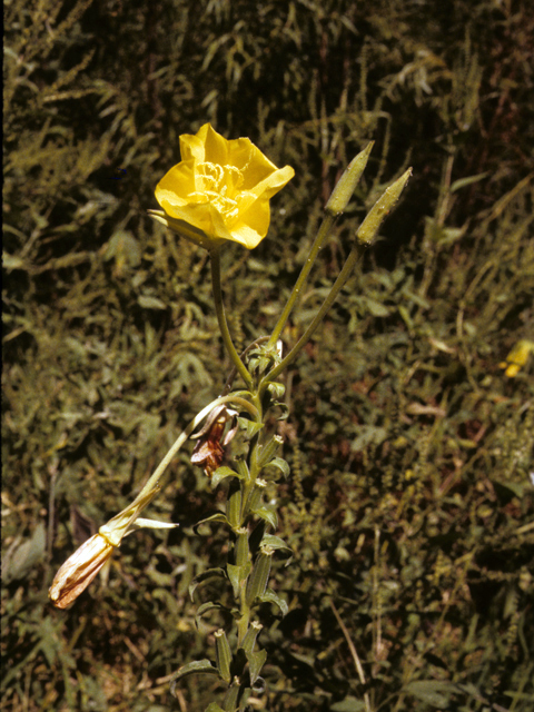 Oenothera jamesii (Trumpet evening-primrose) #25691