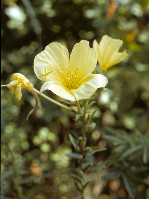 Oenothera biennis (Common evening-primrose) #25692