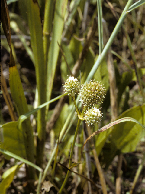 Eryngium yuccifolium var. yuccifolium (Button eryngo) #25703