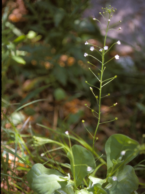 Samolus valerandi ssp. parviflorus (Seaside brookweed) #25710