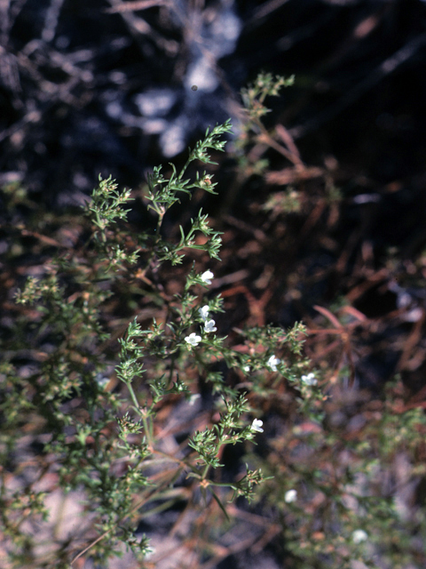 Polypremum procumbens (Juniper leaf) #25720
