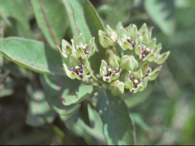 Asclepias viridis (Green milkweed) #25732