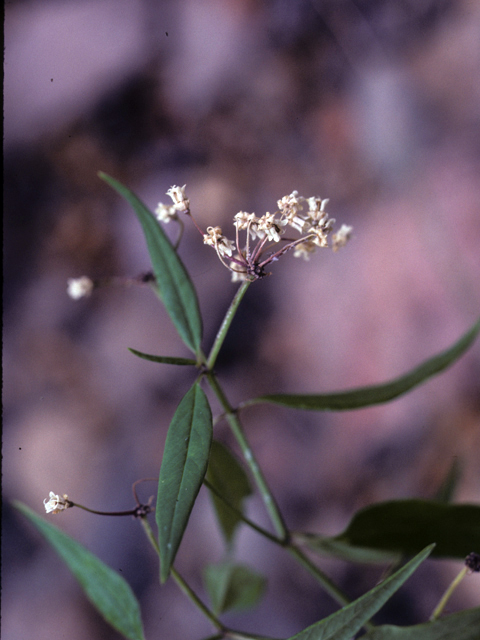Asclepias texana (Texas milkweed) #25735