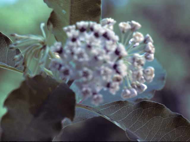 Asclepias variegata (Redring milkweed) #25737