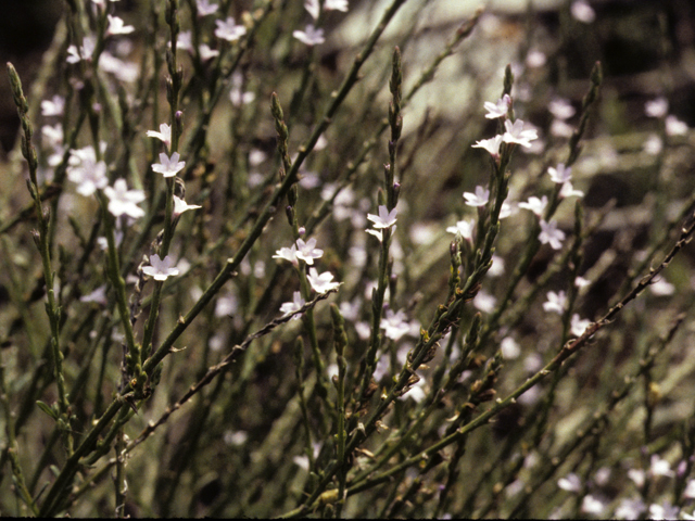 Verbena menthifolia (Mint vervain) #25800