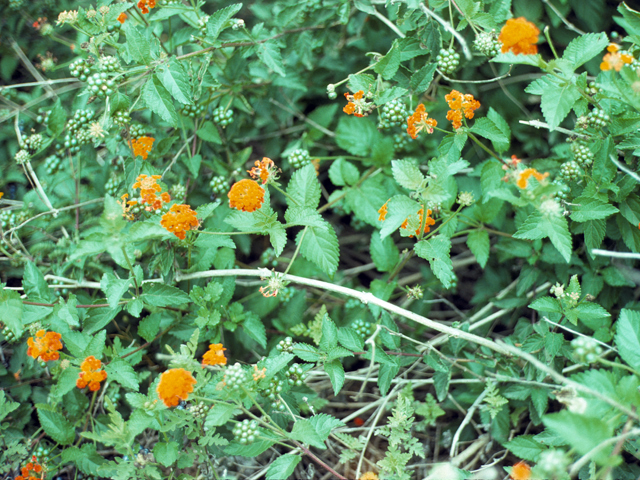 Lantana urticoides (Texas lantana) #25813