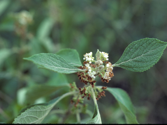 Callicarpa americana (American beautyberry ) #25822