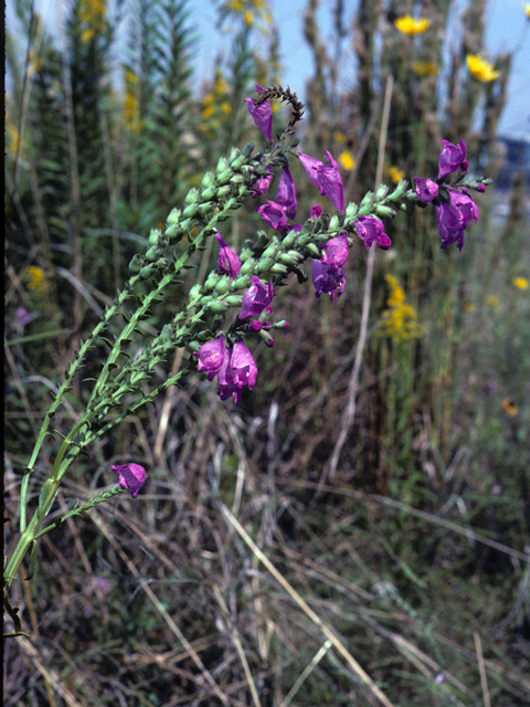 Physostegia virginiana ssp. praemorsa (Obedient plant) #25834