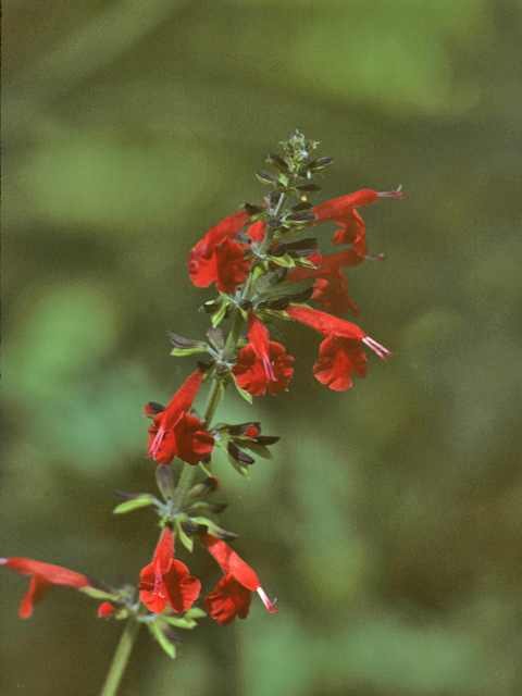 Salvia coccinea (Scarlet sage) #25850