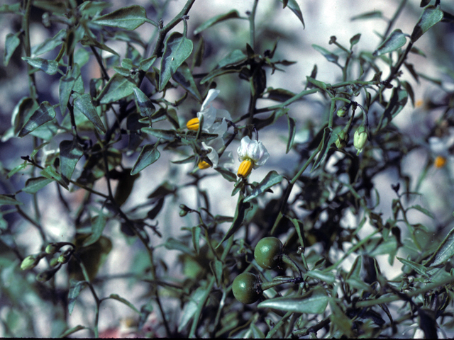 Solanum triquetrum (Texas nightshade) #25876
