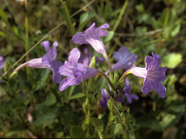 Ruellia nudiflora (Violet ruellia) #25922