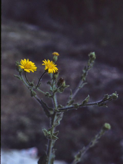 Heterotheca subaxillaris (Camphorweed) #25990