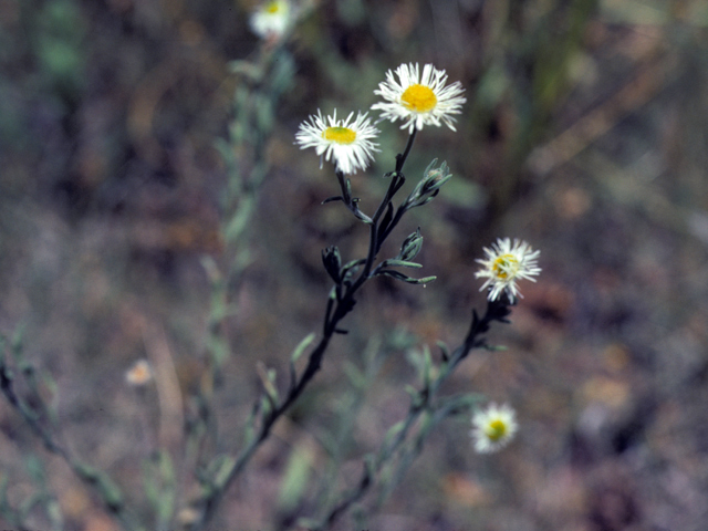 Erigeron bellidiastrum (Western daisy fleabane) #26027