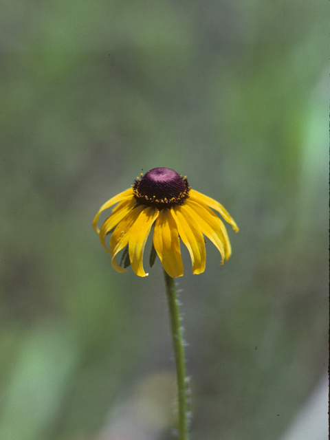 Rudbeckia nitida (Shiny coneflower) #26063