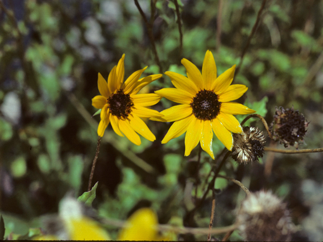 Helianthus pauciflorus ssp. pauciflorus (Stiff sunflower) #26071