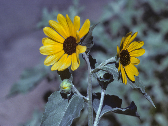 Helianthus argophyllus (Silverleaf sunflower) #26076