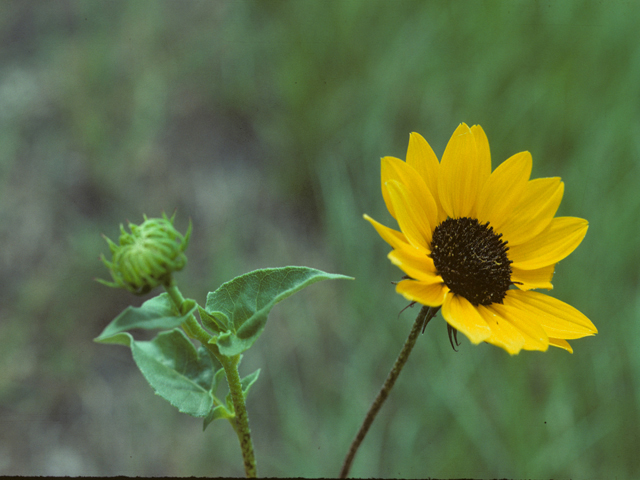 Helianthus annuus (Common sunflower) #26077