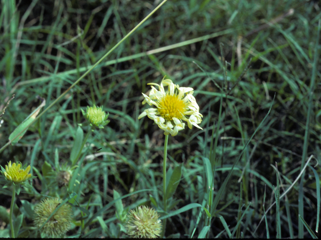 Gaillardia aestivalis var. winkleri (Winkler's blanketflower) #26103