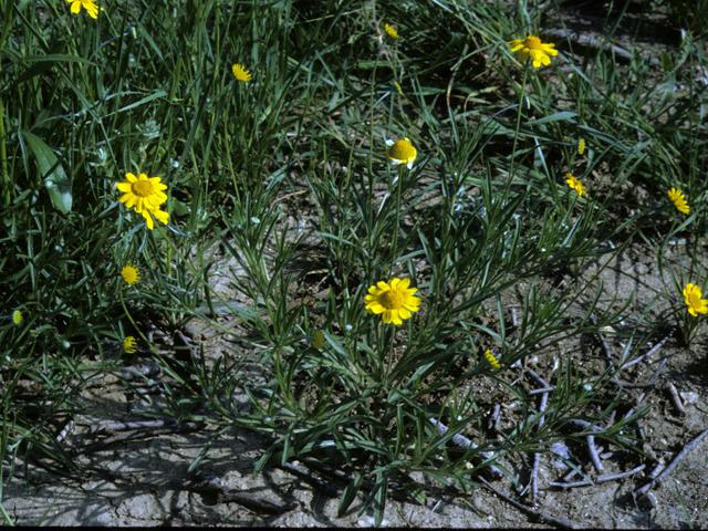 Tetraneuris linearifolia (Fineleaf fournerved daisy) #26111
