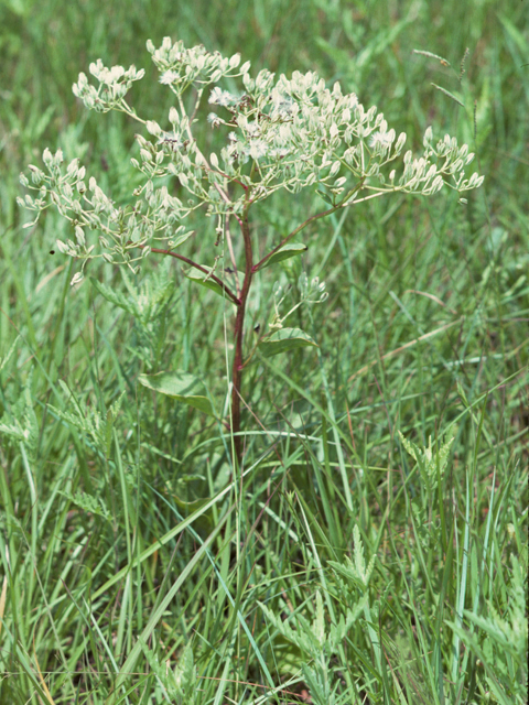 Arnoglossum plantagineum (Groovestem indian plantain) #26138