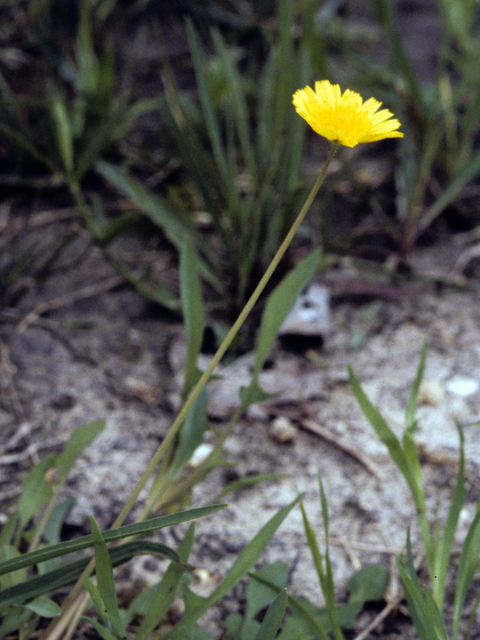 Krigia dandelion (Potato dwarf dandelion) #26155
