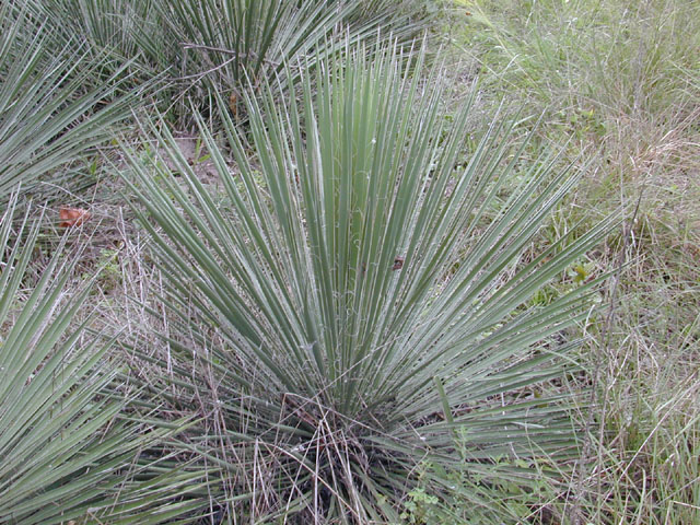 Yucca constricta (Buckley yucca) #11560