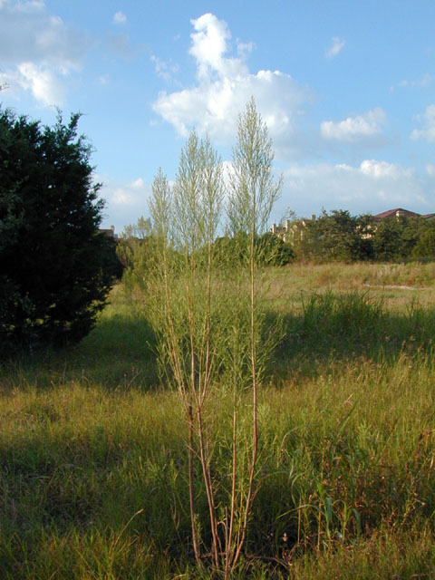 Baccharis neglecta (False willow) #11664