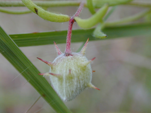Krameria lanceolata (Trailing krameria) #12121