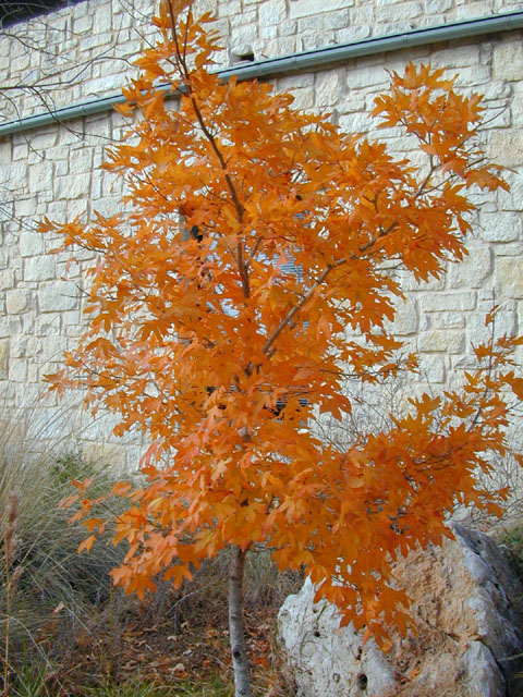 Acer grandidentatum (Bigtooth maple) #11557