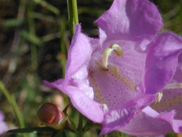 Agalinis heterophylla (Prairie agalinis) #12596