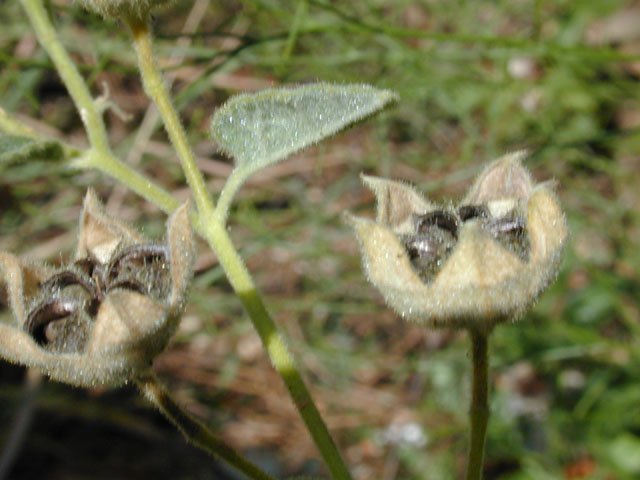 Allowissadula holosericea (Velvet-leaf mallow) #12250