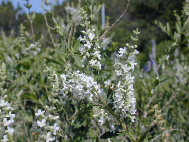 Aloysia gratissima (Whitebrush) #12713