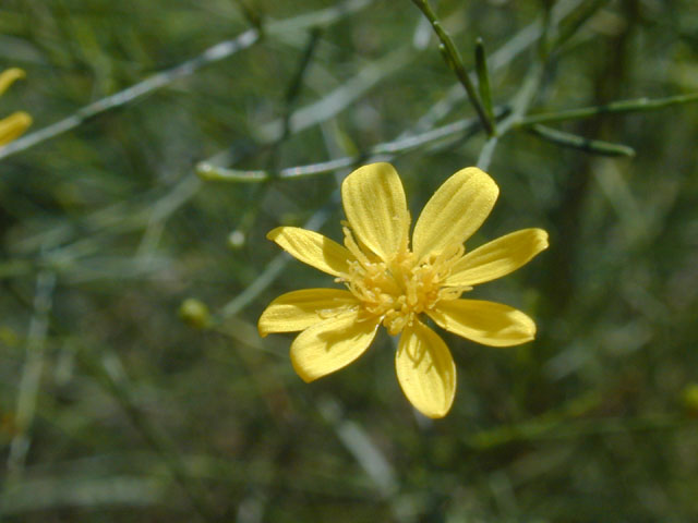 Amphiachyris dracunculoides (Prairie broomweed) #11668