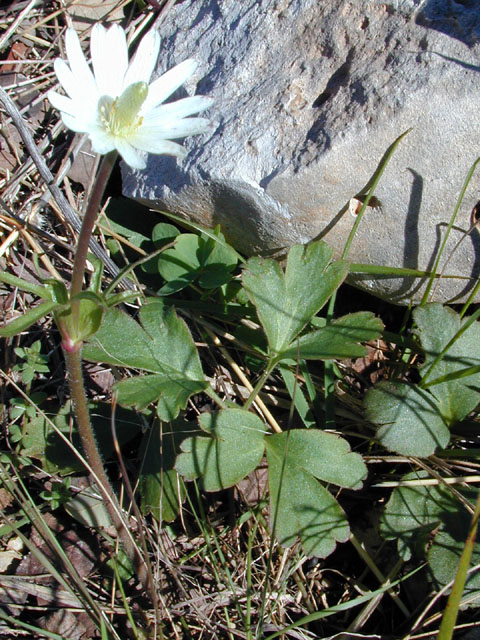 Anemone berlandieri (Tenpetal anemone) #12517
