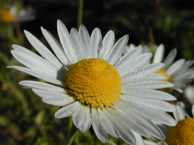 Aphanostephus skirrhobasis (Lazy daisy) #11670