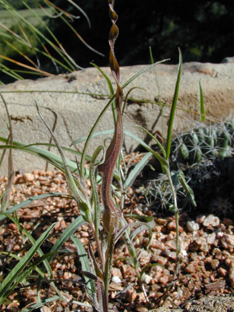 Aristolochia erecta (Swanflower) #11622