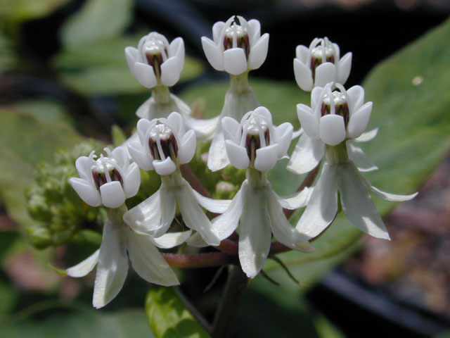 Asclepias texana (Texas milkweed) #11635