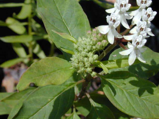 Asclepias texana (Texas milkweed) #11636