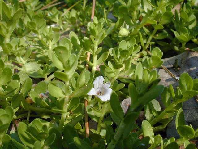 Bacopa monnieri (Herb-of-grace) #12598