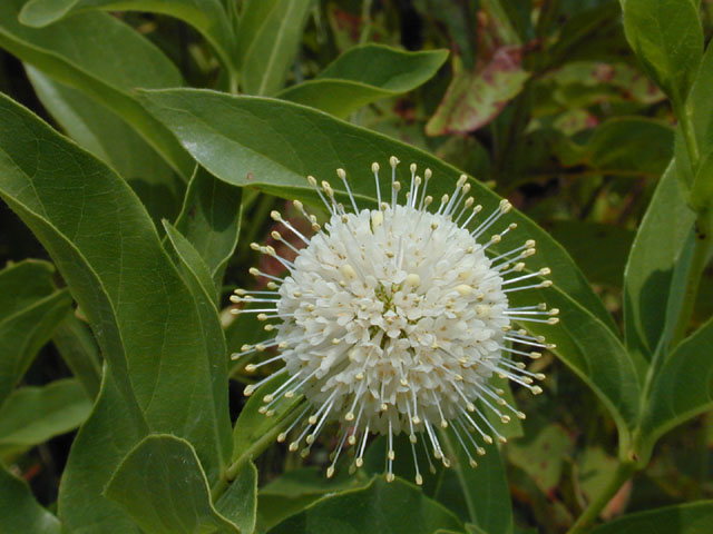 Cephalanthus occidentalis (Common buttonbush) #12582