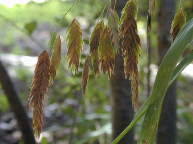 Chasmanthium latifolium (Inland sea oats) #12452