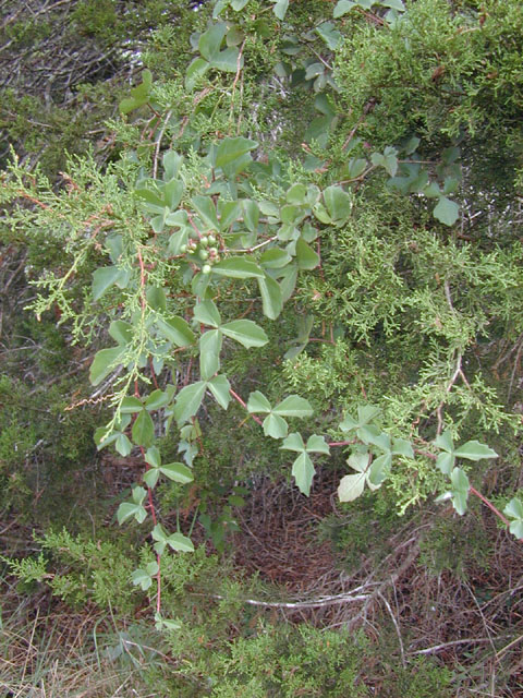 Cissus trifoliata (Cow-itch vine) #12736