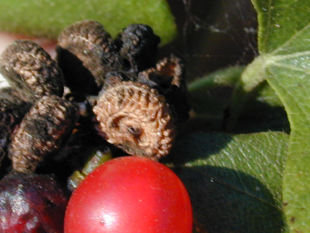 Cocculus carolinus (Carolina snailseed) #12300